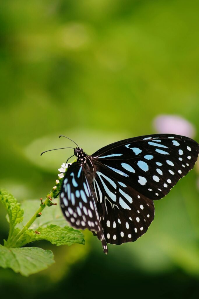 Close-up of a blue tiger butterfly perched on green foliage with a soft, blurred background.
